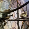 В Ленинградском зоопарке свой юбилей отмечает самец белоруких гиббонов по имени Персей
